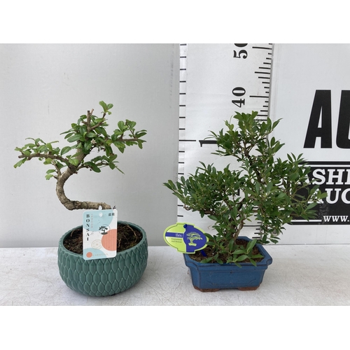 92 - TWO MIXED INDOOR AND OUTDOOR BONSAI TREES IN CERAMIC POTS. ONE ILEX AND ONE CARMONA APPROX 40CM IN H... 