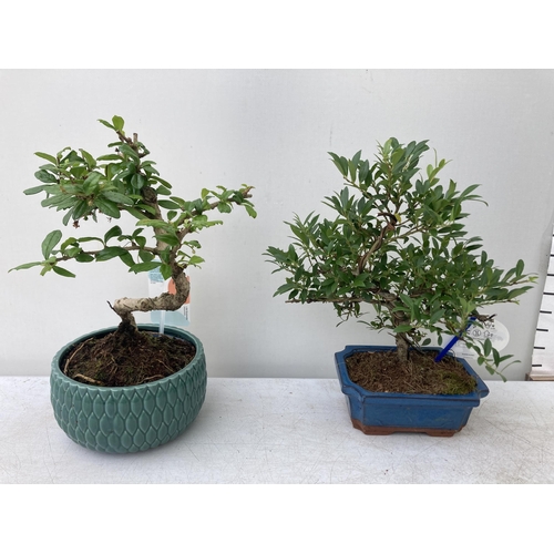 92 - TWO MIXED INDOOR AND OUTDOOR BONSAI TREES IN CERAMIC POTS. ONE ILEX AND ONE CARMONA APPROX 40CM IN H... 