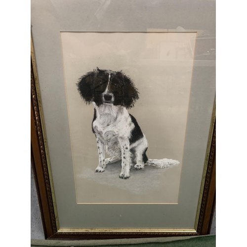 91 - AN ORIGINAL PASTEL DRAWING OF A SPANIEL DOG IN A MOUNTED FRAME SIGNED D. PLATT