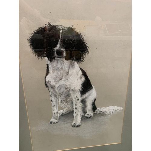 91 - AN ORIGINAL PASTEL DRAWING OF A SPANIEL DOG IN A MOUNTED FRAME SIGNED D. PLATT