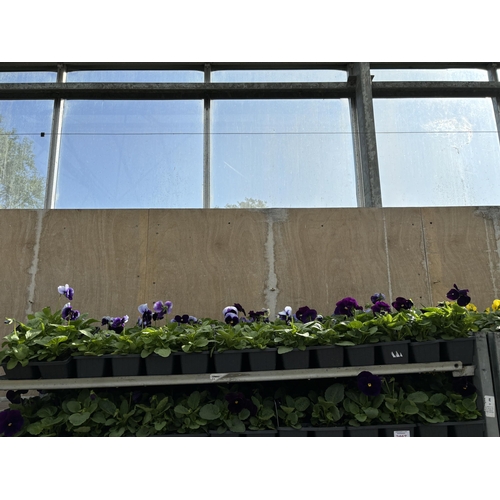 101 - TWENTY TRAYS OF PANSIES SIX PLANTS TO A PACK (SEE PHOTOGRAPHS FOR COLOURS) TO BE SOLD FOR THE TWENTY... 