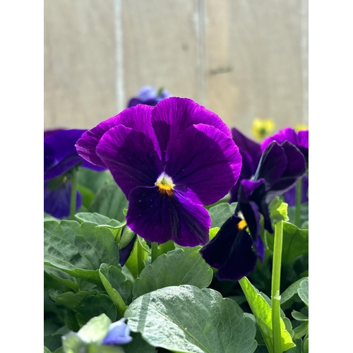 101 - TWENTY TRAYS OF PANSIES SIX PLANTS TO A PACK (SEE PHOTOGRAPHS FOR COLOURS) TO BE SOLD FOR THE TWENTY... 