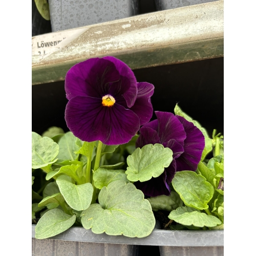 101 - TWENTY TRAYS OF PANSIES SIX PLANTS TO A PACK (SEE PHOTOGRAPHS FOR COLOURS) TO BE SOLD FOR THE TWENTY... 