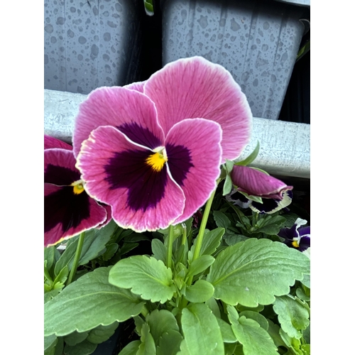 103 - TWENTY TRAYS OF PANSIES SIX PLANTS TO A PACK (SEE PHOTOGRAPHS FOR COLOURS) TO BE SOLD FOR THE TWENTY... 