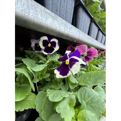 103 - TWENTY TRAYS OF PANSIES SIX PLANTS TO A PACK (SEE PHOTOGRAPHS FOR COLOURS) TO BE SOLD FOR THE TWENTY... 