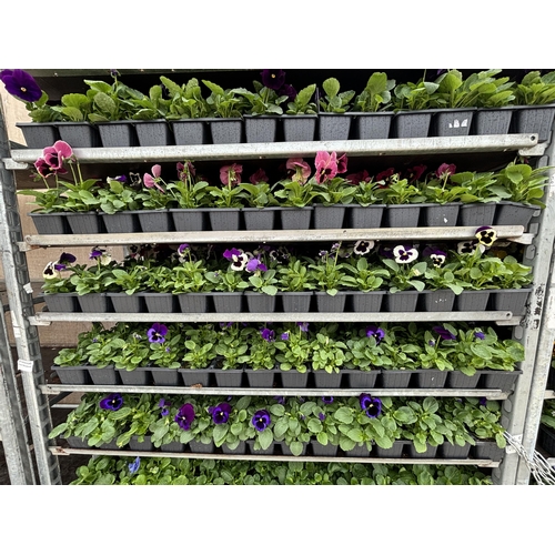 104 - TWENTY TRAYS OF PANSIES SIX PLANTS TO A PACK (SEE PHOTOGRAPHS FOR COLOURS) TO BE SOLD FOR THE TWENTY... 