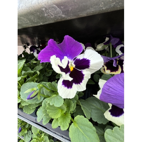 104 - TWENTY TRAYS OF PANSIES SIX PLANTS TO A PACK (SEE PHOTOGRAPHS FOR COLOURS) TO BE SOLD FOR THE TWENTY... 