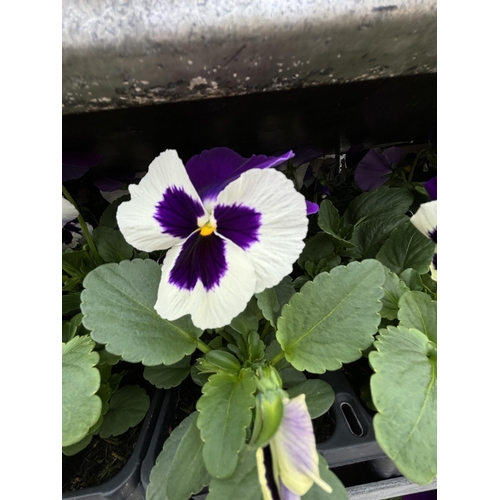 104 - TWENTY TRAYS OF PANSIES SIX PLANTS TO A PACK (SEE PHOTOGRAPHS FOR COLOURS) TO BE SOLD FOR THE TWENTY... 