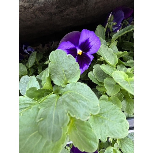 105 - TWENTY TRAYS OF PANSIES SIX PLANTS TO A PACK (SEE PHOTOGRAPHS FOR COLOURS) TO BE SOLD FOR THE TWENTY... 