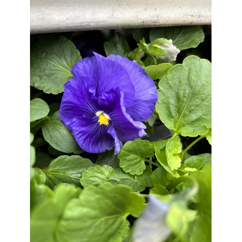 107 - TWENTY TRAYS OF PANSIES SIX PLANTS TO A PACK (SEE PHOTOGRAPHS FOR COLOURS) TO BE SOLD FOR THE TWENTY... 