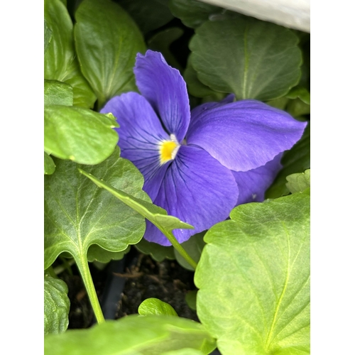 108 - TWENTY TRAYS OF PANSIES SIX PLANTS TO A PACK (SEE PHOTOGRAPHS FOR COLOURS) TO BE SOLD FOR THE TWENTY... 