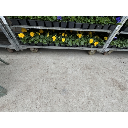 109 - TWENTY TRAYS OF PANSIES SIX PLANTS TO A PACK (SEE PHOTOGRAPHS FOR COLOURS) TO BE SOLD FOR THE TWENTY... 