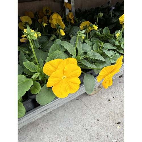 109 - TWENTY TRAYS OF PANSIES SIX PLANTS TO A PACK (SEE PHOTOGRAPHS FOR COLOURS) TO BE SOLD FOR THE TWENTY... 