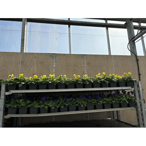 110 - TWENTY TRAYS OF YELLOW VIOLAS SIX PLANTS PER PACK TO BE SOLD FOR THE TWENTY PLUS VAT