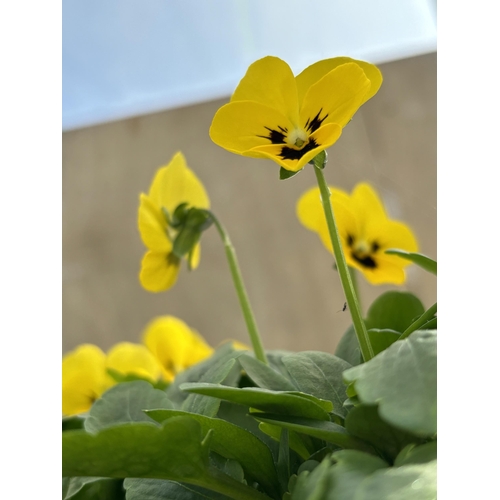 110 - TWENTY TRAYS OF YELLOW VIOLAS SIX PLANTS PER PACK TO BE SOLD FOR THE TWENTY PLUS VAT