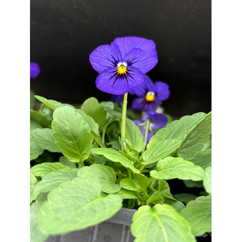 111 - TWENTY TRAYS OF PURPLE VIOLAS SIX PLANTS TO PACK TO BE SOLD FOR TWENTY PLUS VAT