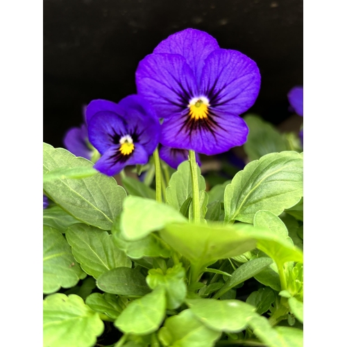 111 - TWENTY TRAYS OF PURPLE VIOLAS SIX PLANTS TO PACK TO BE SOLD FOR TWENTY PLUS VAT