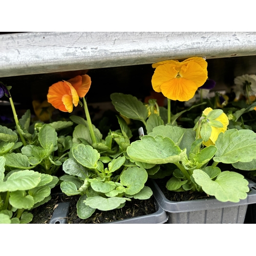 112 - TWENTY TRAYS OF PANSIES SIX PLANTS TO A PACK (SEE PHOTOGRAPHS FOR COLOURS) TO BE SOLD FOR THE TWENTY... 