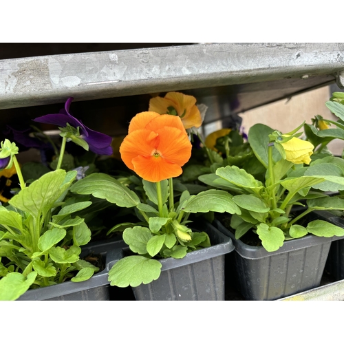 112 - TWENTY TRAYS OF PANSIES SIX PLANTS TO A PACK (SEE PHOTOGRAPHS FOR COLOURS) TO BE SOLD FOR THE TWENTY... 