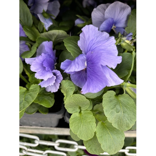 115 - TWENTY TRAYS OF PANSIES SIX PLANTS TO A PACK (SEE PHOTOGRAPHS FOR COLOURS) TO BE SOLD FOR THE TWENTY... 