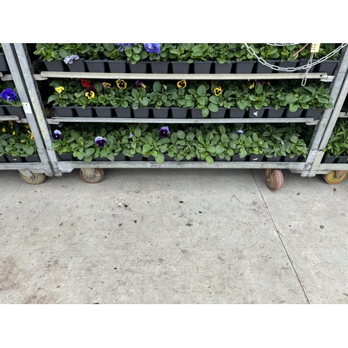 116 - TWENTY TRAYS OF PANSIES SIX PLANTS TO A PACK (SEE PHOTOGRAPHS FOR COLOURS) TO BE SOLD FOR THE TWENTY... 