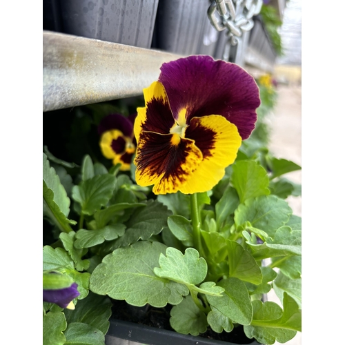 116 - TWENTY TRAYS OF PANSIES SIX PLANTS TO A PACK (SEE PHOTOGRAPHS FOR COLOURS) TO BE SOLD FOR THE TWENTY... 