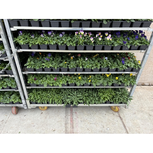 119 - TWENTY TRAYS OF VIOLAS SIX PLANTS PER PACK (SEE PHOTOGRAPHS FOR COLOURS) TO BE SOLD FOR THE TWENTY P... 