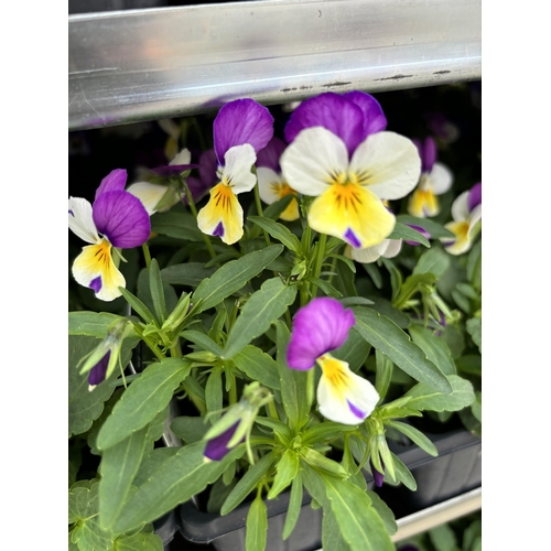 119 - TWENTY TRAYS OF VIOLAS SIX PLANTS PER PACK (SEE PHOTOGRAPHS FOR COLOURS) TO BE SOLD FOR THE TWENTY P... 