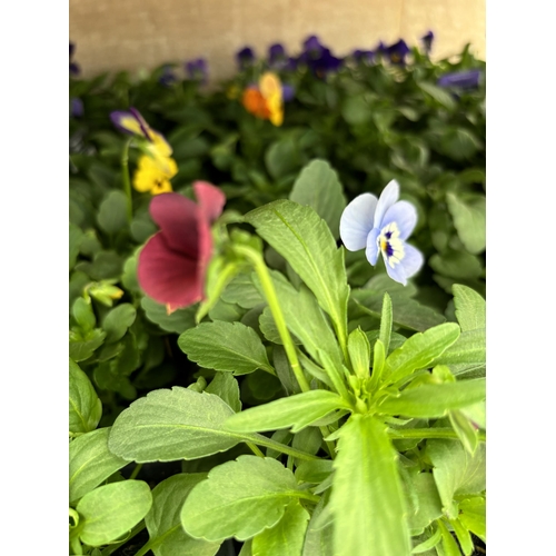 120 - TWENTY TRAYS OF VIOLAS SIX PLANTS PER PACK  (SEE PHOTOGRAPHS FOR COLOURS) TO BE SOLD FOR THE TWENTY ... 