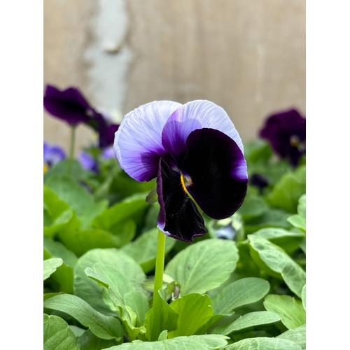 101 - TWENTY TRAYS OF PANSIES SIX PLANTS TO A PACK (SEE PHOTOGRAPHS FOR COLOURS) TO BE SOLD FOR THE TWENTY... 