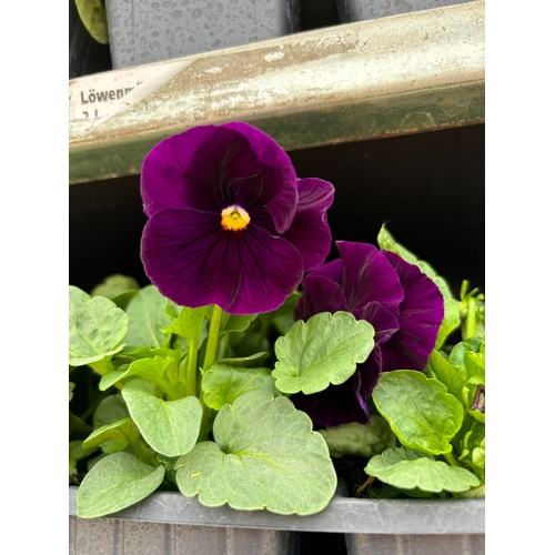 101 - TWENTY TRAYS OF PANSIES SIX PLANTS TO A PACK (SEE PHOTOGRAPHS FOR COLOURS) TO BE SOLD FOR THE TWENTY... 