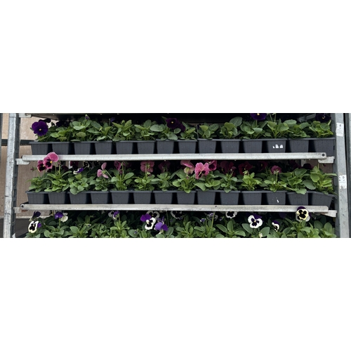 102 - TWENTY TRAYS OF PANSIES SIX PLANTS TO A PACK (SEE PHOTOGRAPHS FOR COLOURS) TO BE SOLD FOR THE TWENTY... 