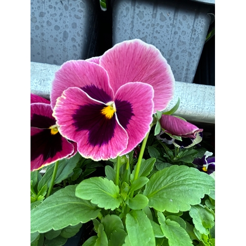 103 - TWENTY TRAYS OF PANSIES SIX PLANTS TO A PACK (SEE PHOTOGRAPHS FOR COLOURS) TO BE SOLD FOR THE TWENTY... 