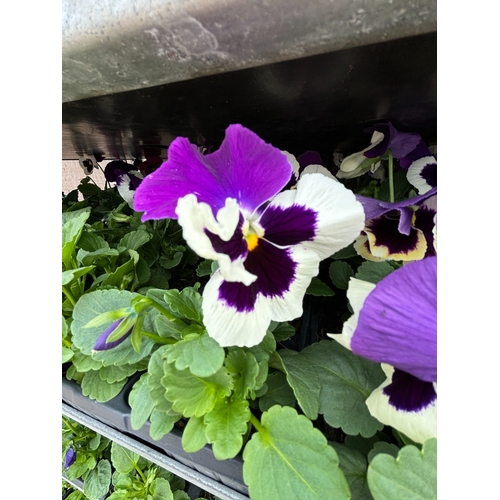 104 - TWENTY TRAYS OF PANSIES SIX PLANTS TO A PACK (SEE PHOTOGRAPHS FOR COLOURS) TO BE SOLD FOR THE TWENTY... 