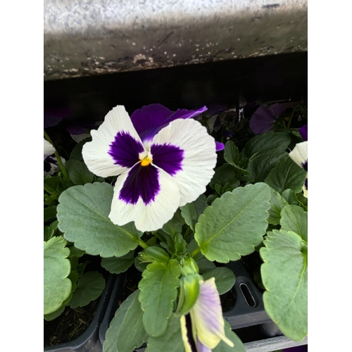 104 - TWENTY TRAYS OF PANSIES SIX PLANTS TO A PACK (SEE PHOTOGRAPHS FOR COLOURS) TO BE SOLD FOR THE TWENTY... 