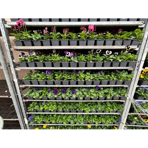 105 - TWENTY TRAYS OF PANSIES SIX PLANTS TO A PACK (SEE PHOTOGRAPHS FOR COLOURS) TO BE SOLD FOR THE TWENTY... 