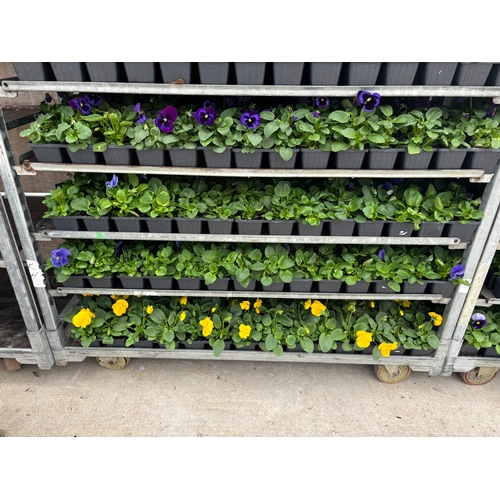 106 - TWENTY TRAYS OF PANSIES SIX PLANTS TO A PACK (SEE PHOTOGRAPHS FOR COLOURS) TO BE SOLD FOR THE TWENTY... 