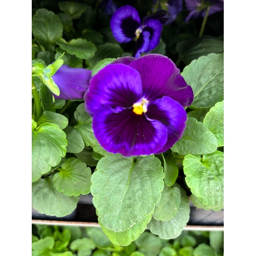 106 - TWENTY TRAYS OF PANSIES SIX PLANTS TO A PACK (SEE PHOTOGRAPHS FOR COLOURS) TO BE SOLD FOR THE TWENTY... 