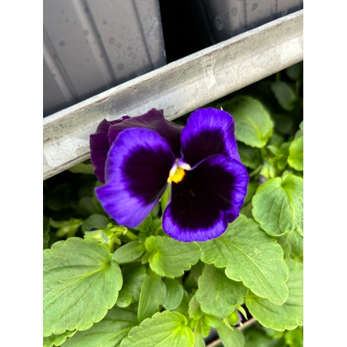 106 - TWENTY TRAYS OF PANSIES SIX PLANTS TO A PACK (SEE PHOTOGRAPHS FOR COLOURS) TO BE SOLD FOR THE TWENTY... 