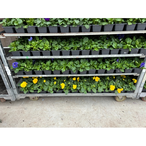 107 - TWENTY TRAYS OF PANSIES SIX PLANTS TO A PACK (SEE PHOTOGRAPHS FOR COLOURS) TO BE SOLD FOR THE TWENTY... 