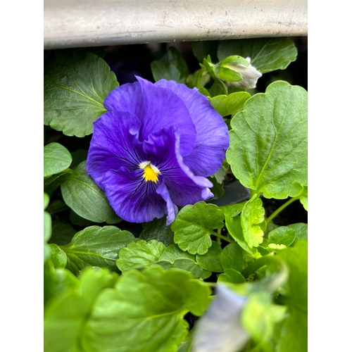 107 - TWENTY TRAYS OF PANSIES SIX PLANTS TO A PACK (SEE PHOTOGRAPHS FOR COLOURS) TO BE SOLD FOR THE TWENTY... 