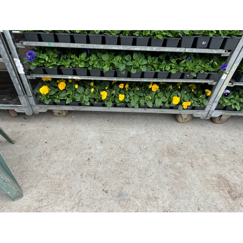 108 - TWENTY TRAYS OF PANSIES SIX PLANTS TO A PACK (SEE PHOTOGRAPHS FOR COLOURS) TO BE SOLD FOR THE TWENTY... 