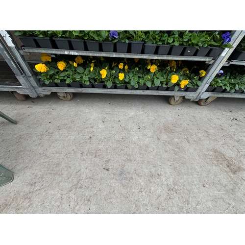 109 - TWENTY TRAYS OF PANSIES SIX PLANTS TO A PACK (SEE PHOTOGRAPHS FOR COLOURS) TO BE SOLD FOR THE TWENTY... 