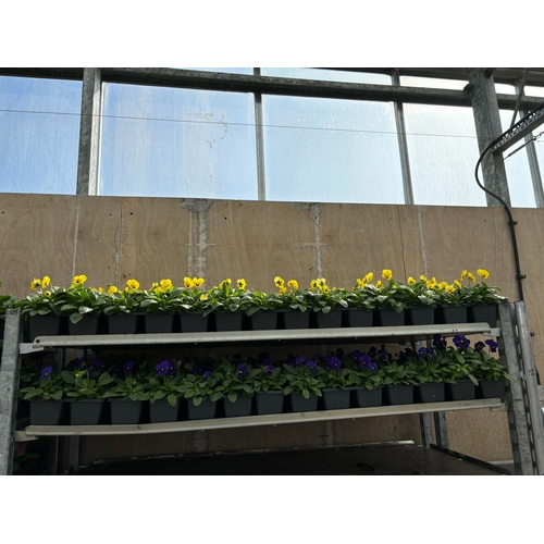 110 - TWENTY TRAYS OF YELLOW VIOLAS SIX PLANTS PER PACK TO BE SOLD FOR THE TWENTY PLUS VAT