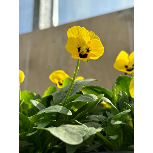 110 - TWENTY TRAYS OF YELLOW VIOLAS SIX PLANTS PER PACK TO BE SOLD FOR THE TWENTY PLUS VAT