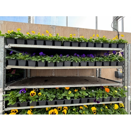 111 - TWENTY TRAYS OF PURPLE VIOLAS SIX PLANTS TO PACK TO BE SOLD FOR TWENTY PLUS VAT