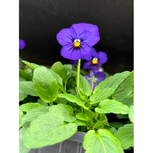 111 - TWENTY TRAYS OF PURPLE VIOLAS SIX PLANTS TO PACK TO BE SOLD FOR TWENTY PLUS VAT