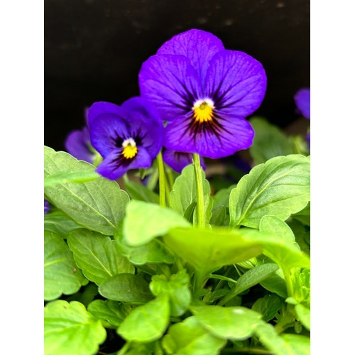 111 - TWENTY TRAYS OF PURPLE VIOLAS SIX PLANTS TO PACK TO BE SOLD FOR TWENTY PLUS VAT