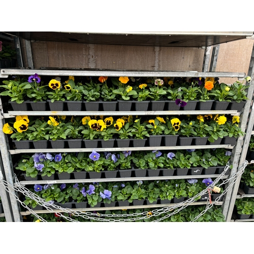 112 - TWENTY TRAYS OF PANSIES SIX PLANTS TO A PACK (SEE PHOTOGRAPHS FOR COLOURS) TO BE SOLD FOR THE TWENTY... 