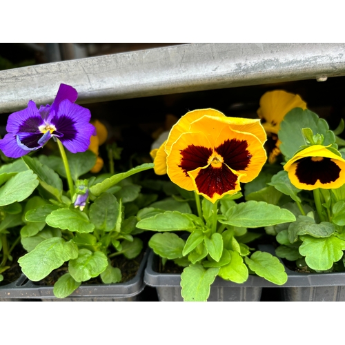 112 - TWENTY TRAYS OF PANSIES SIX PLANTS TO A PACK (SEE PHOTOGRAPHS FOR COLOURS) TO BE SOLD FOR THE TWENTY... 